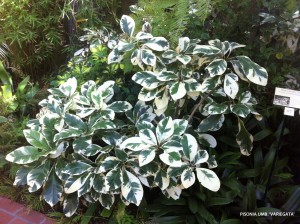 Pisonia umbellifera 'Variegata' 